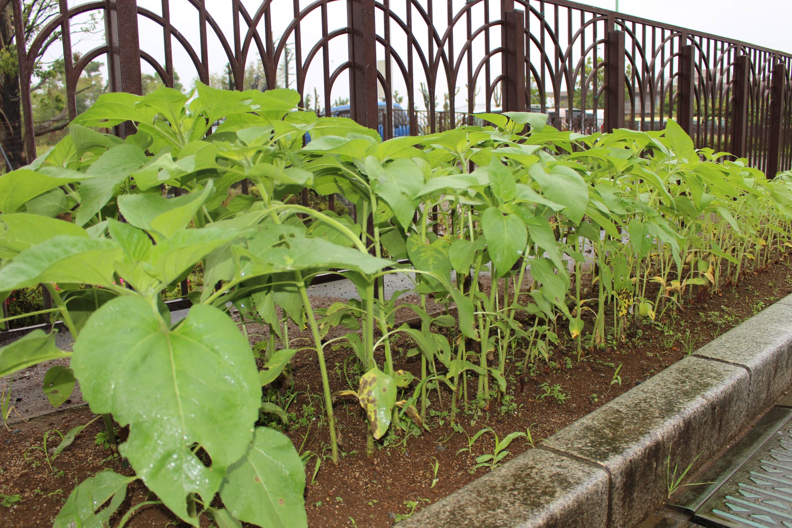 保護中: 戸塚しらぎく保育園からのお知らせ