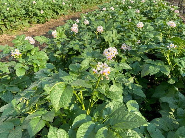 保護中: 西上尾しらぎく幼稚園５月の様子