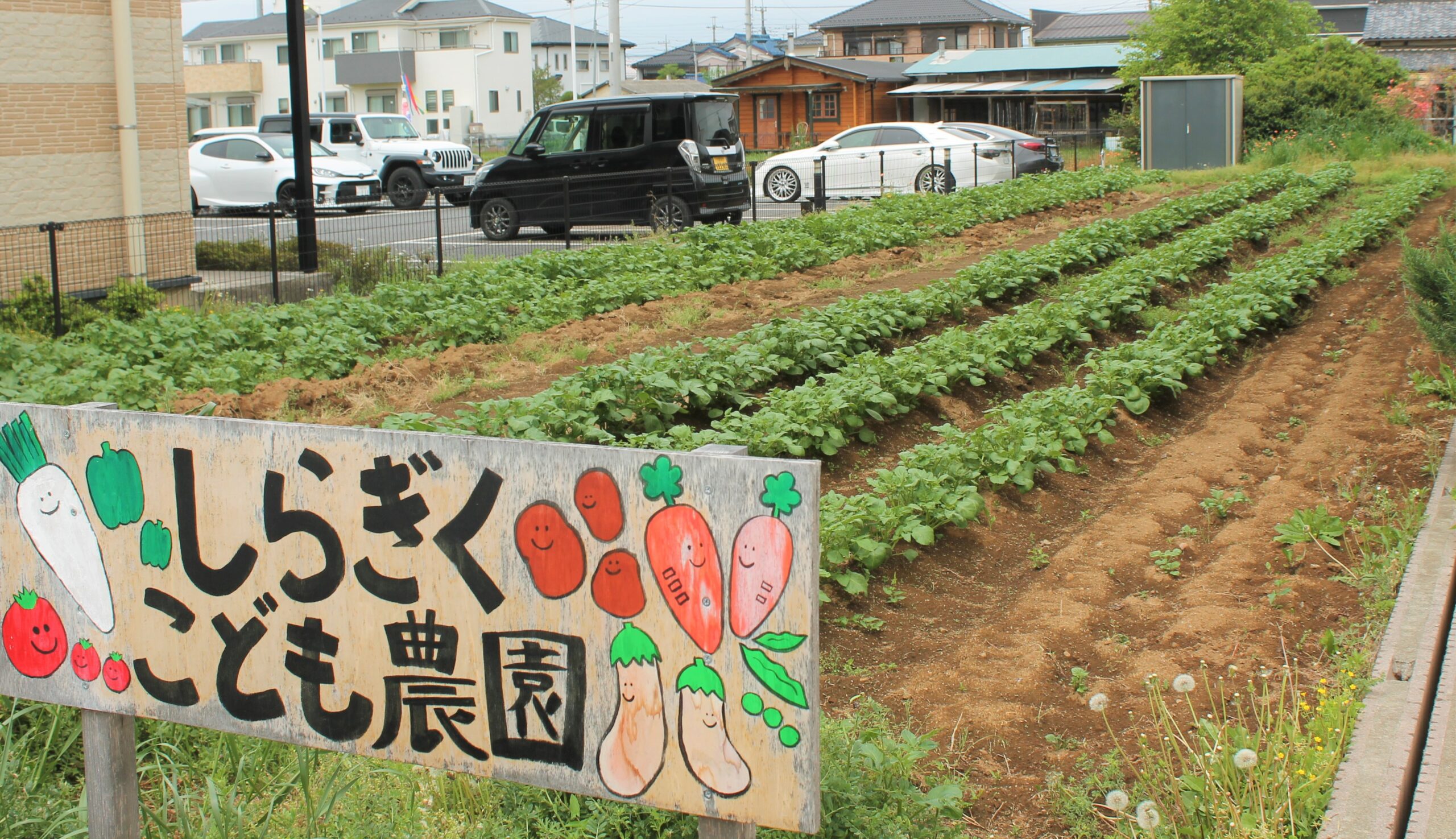 保護中: 西上尾しらぎく幼稚園４月の様子