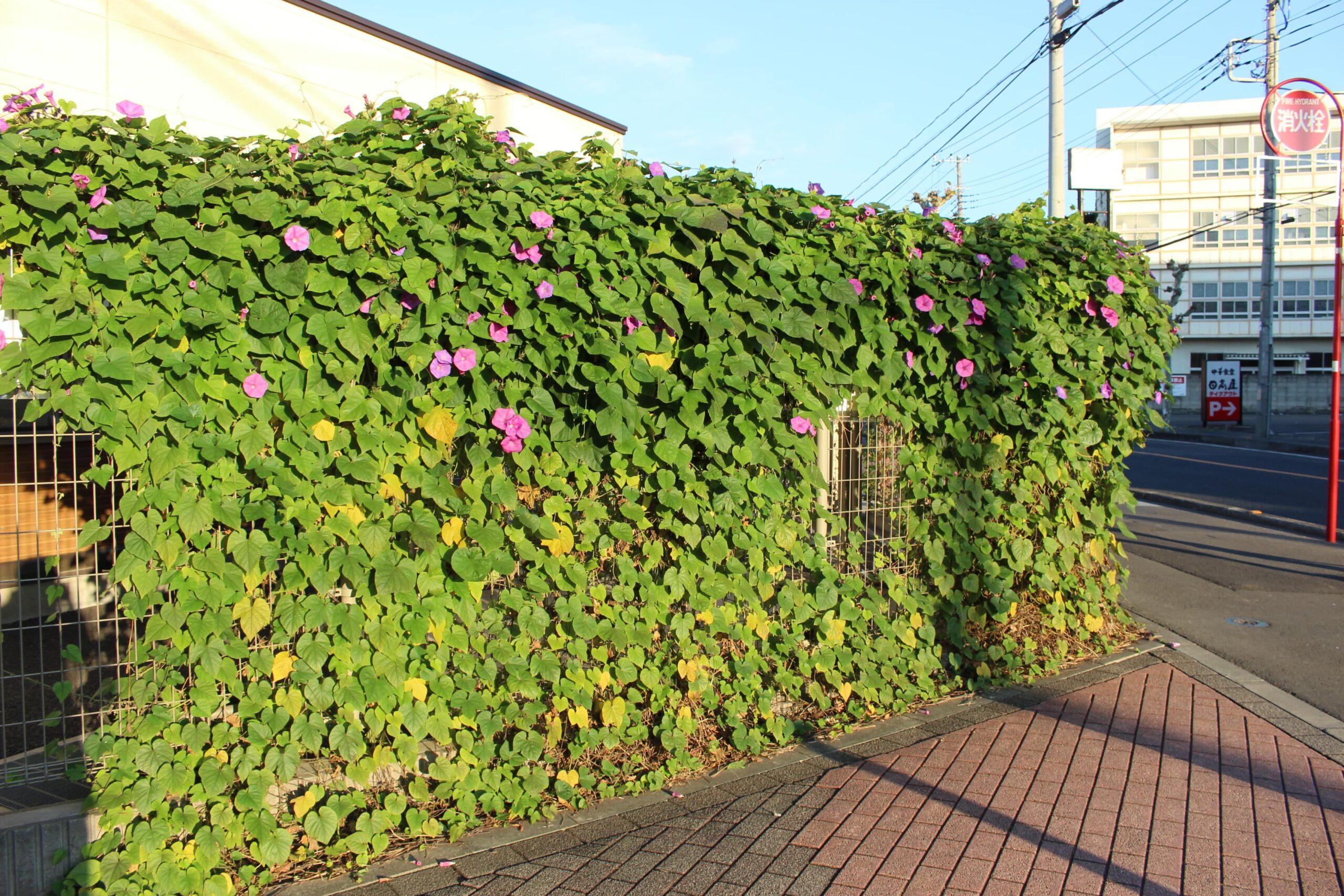 保護中: 並木東保育園11月の様子