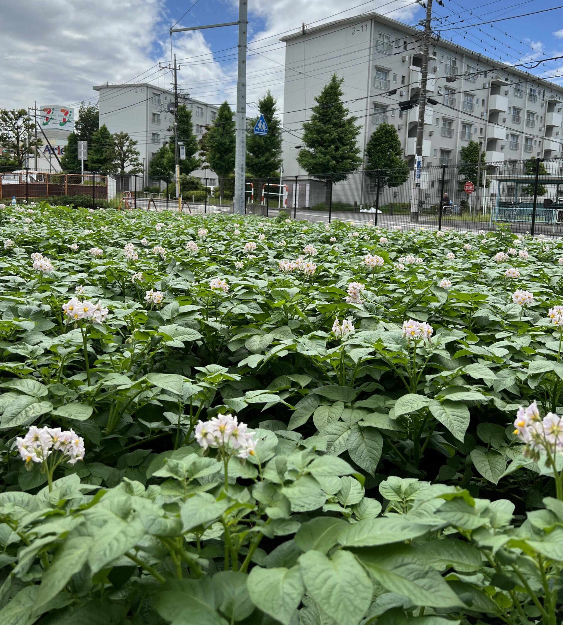 保護中: 西上尾しらぎく幼稚園５月の様子