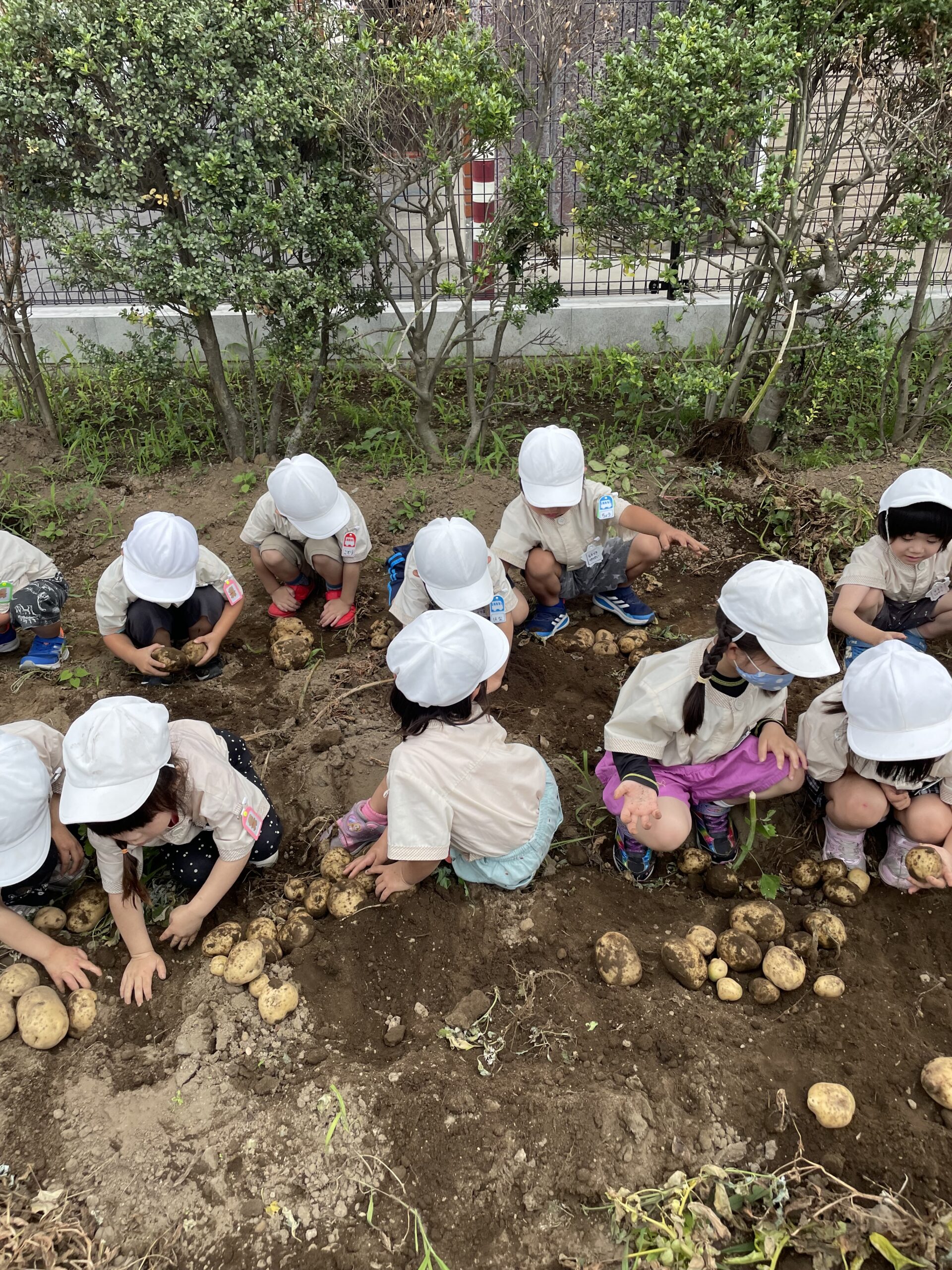 保護中: 西上尾しらぎく幼稚園６月の様子