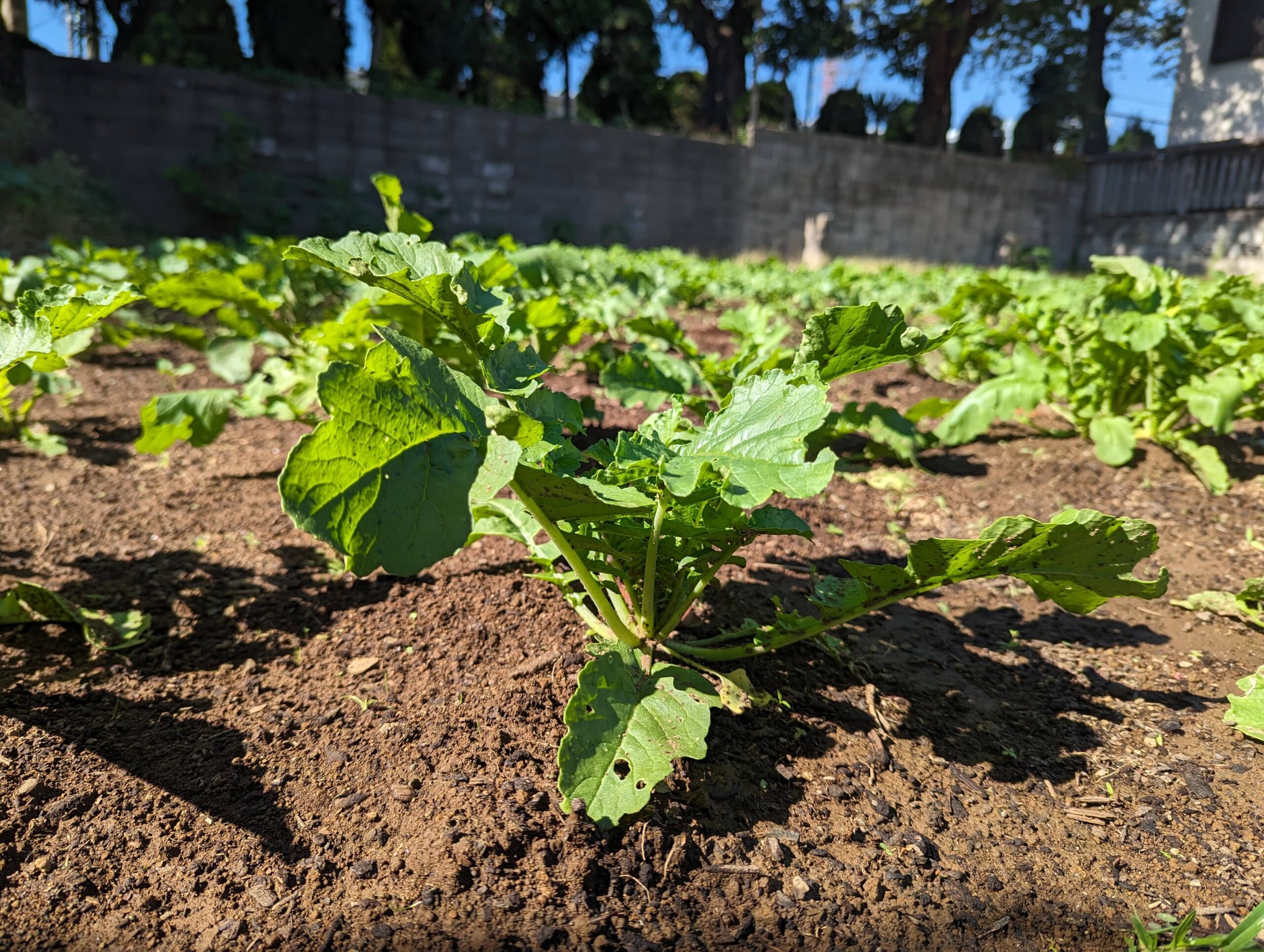 保護中: 並木東保育園１０月の様子