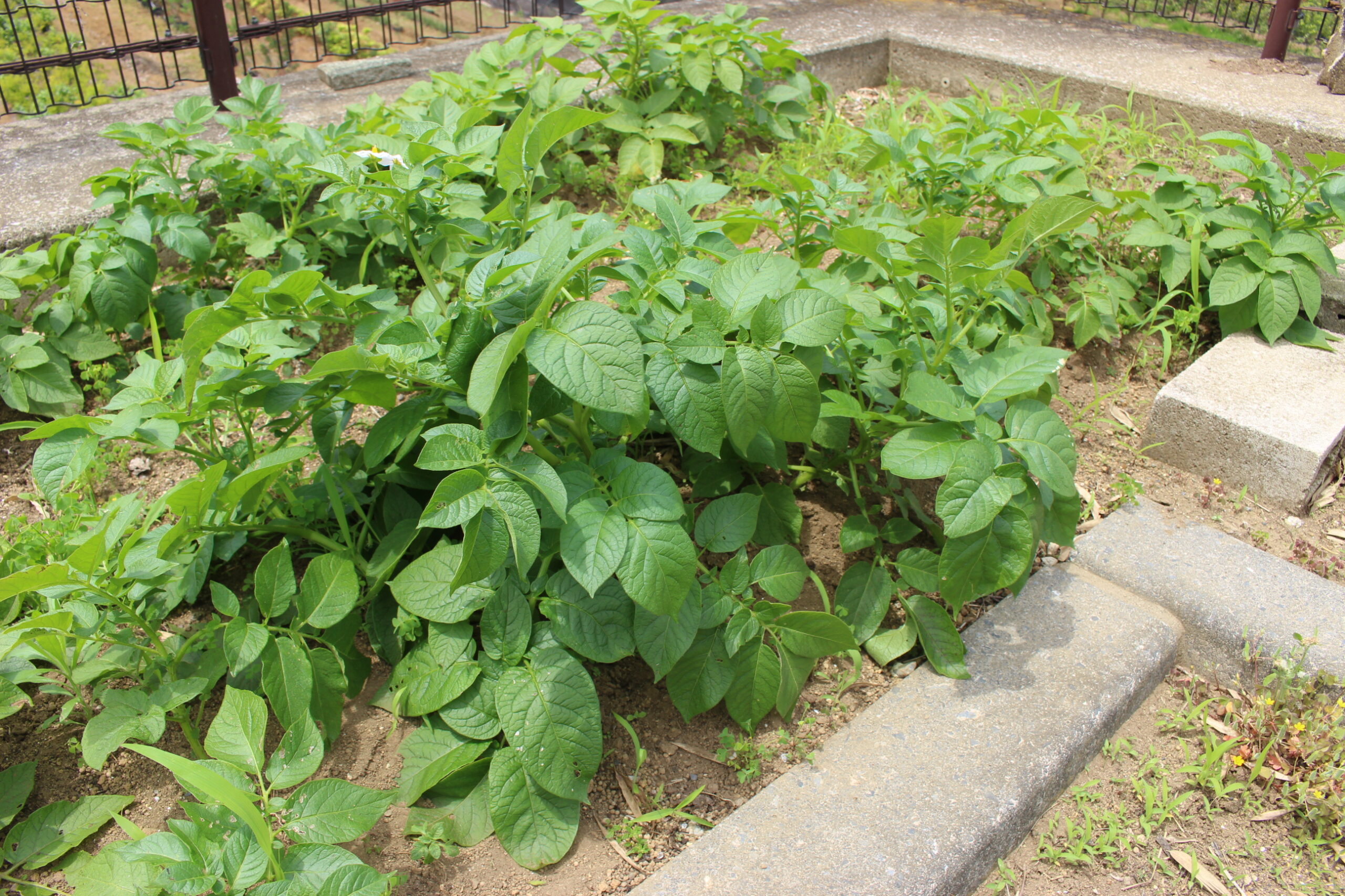 保護中: 戸塚しらぎく保育園５月の様子