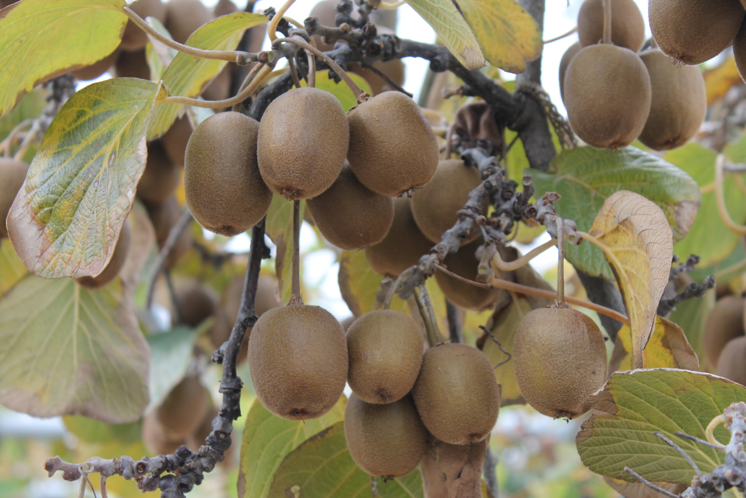 保護中: 川口しらぎく幼稚園１０月の様子