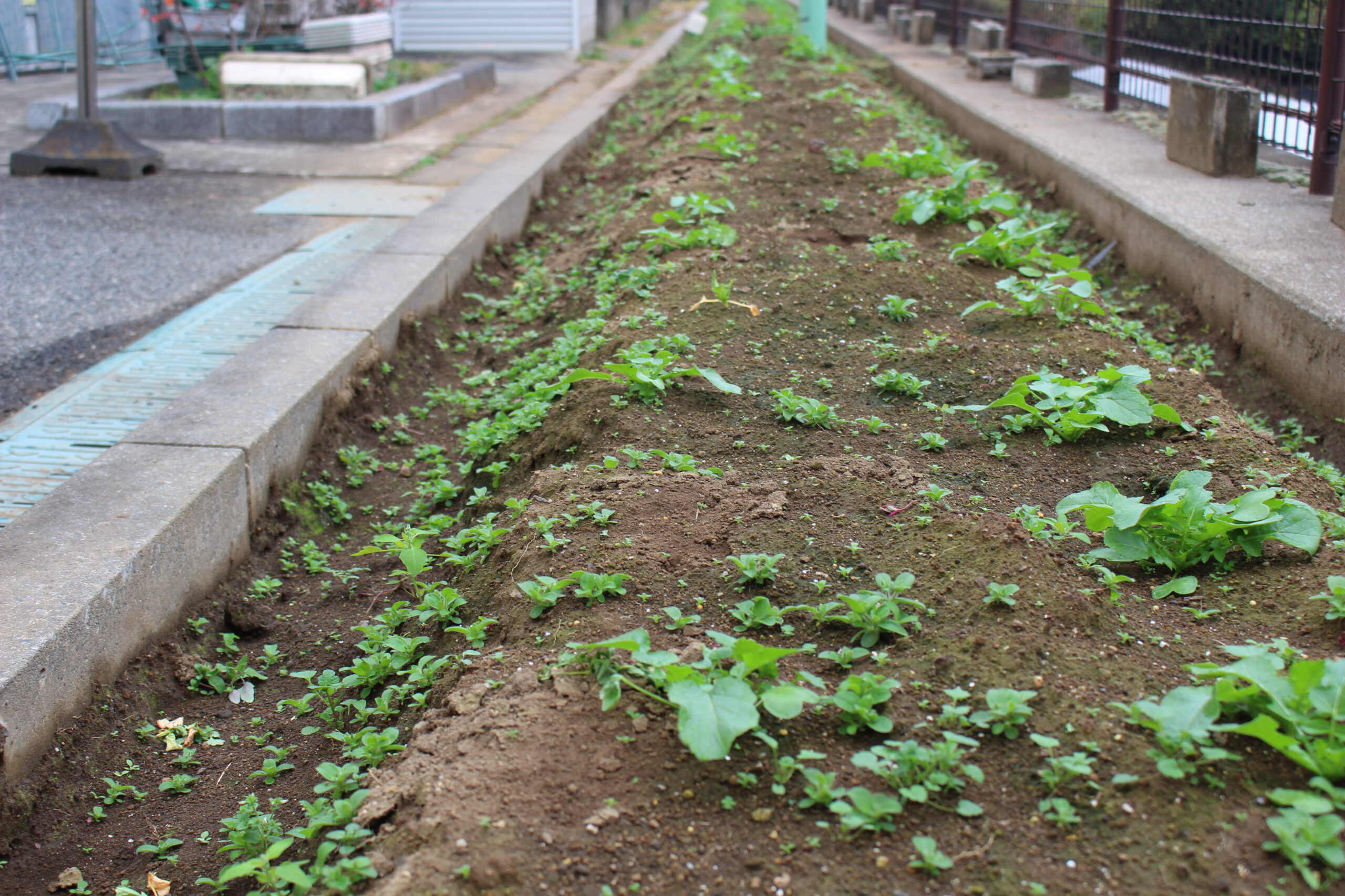 保護中: 戸塚しらぎく保育園１１月の様子