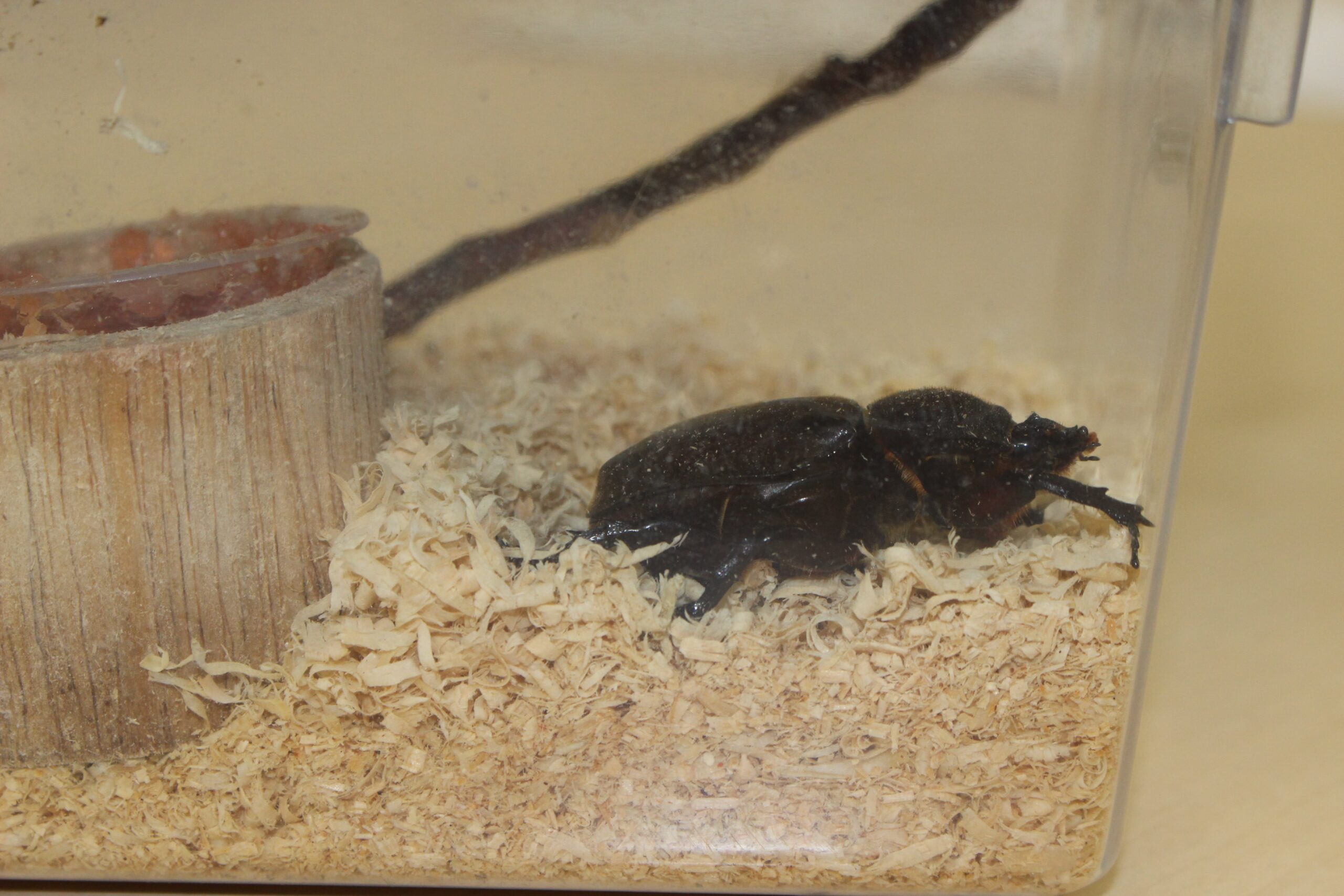 保護中: 並木東保育園11月の様子