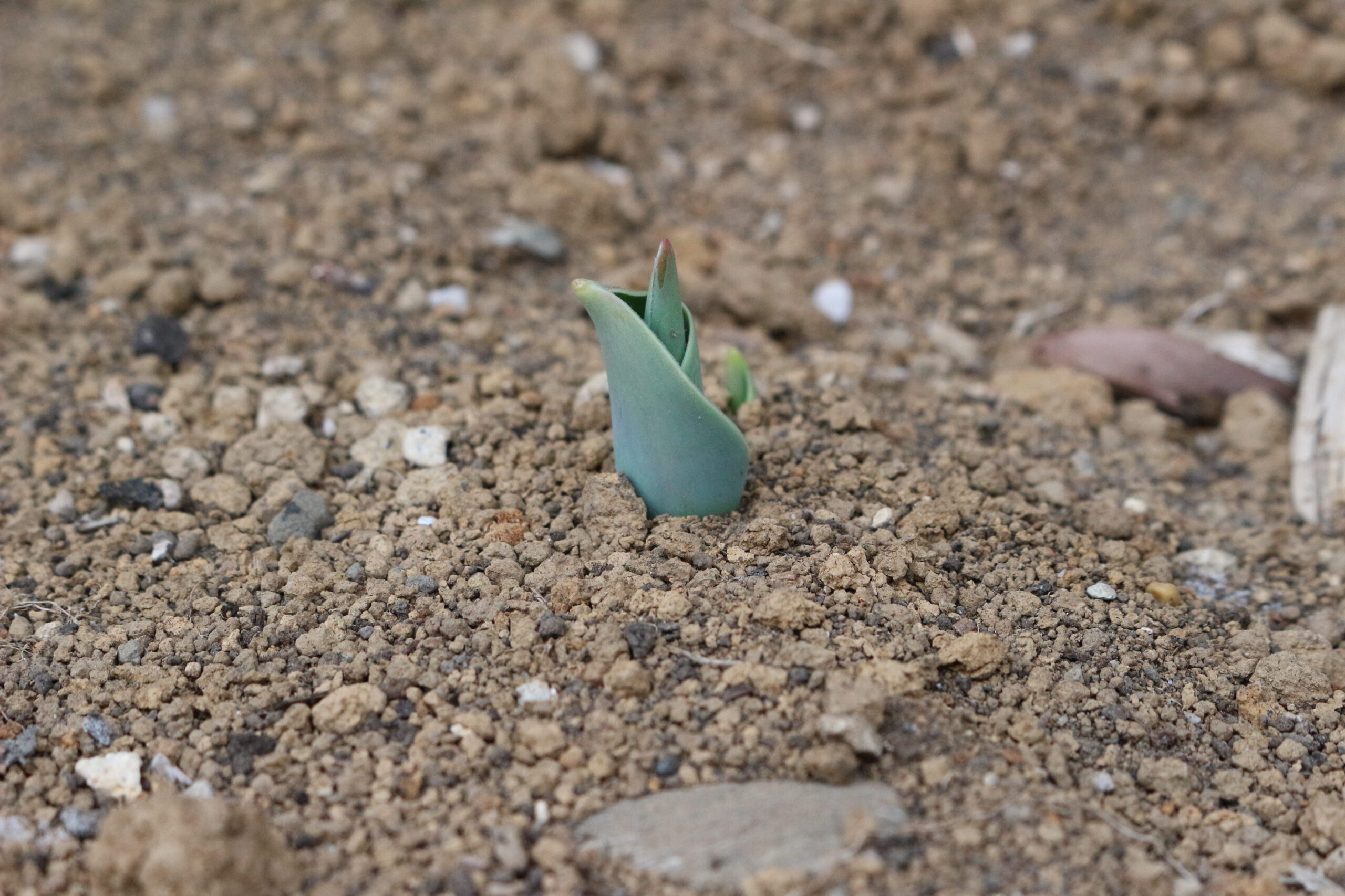 保護中: 並木東保育園　1月の様子