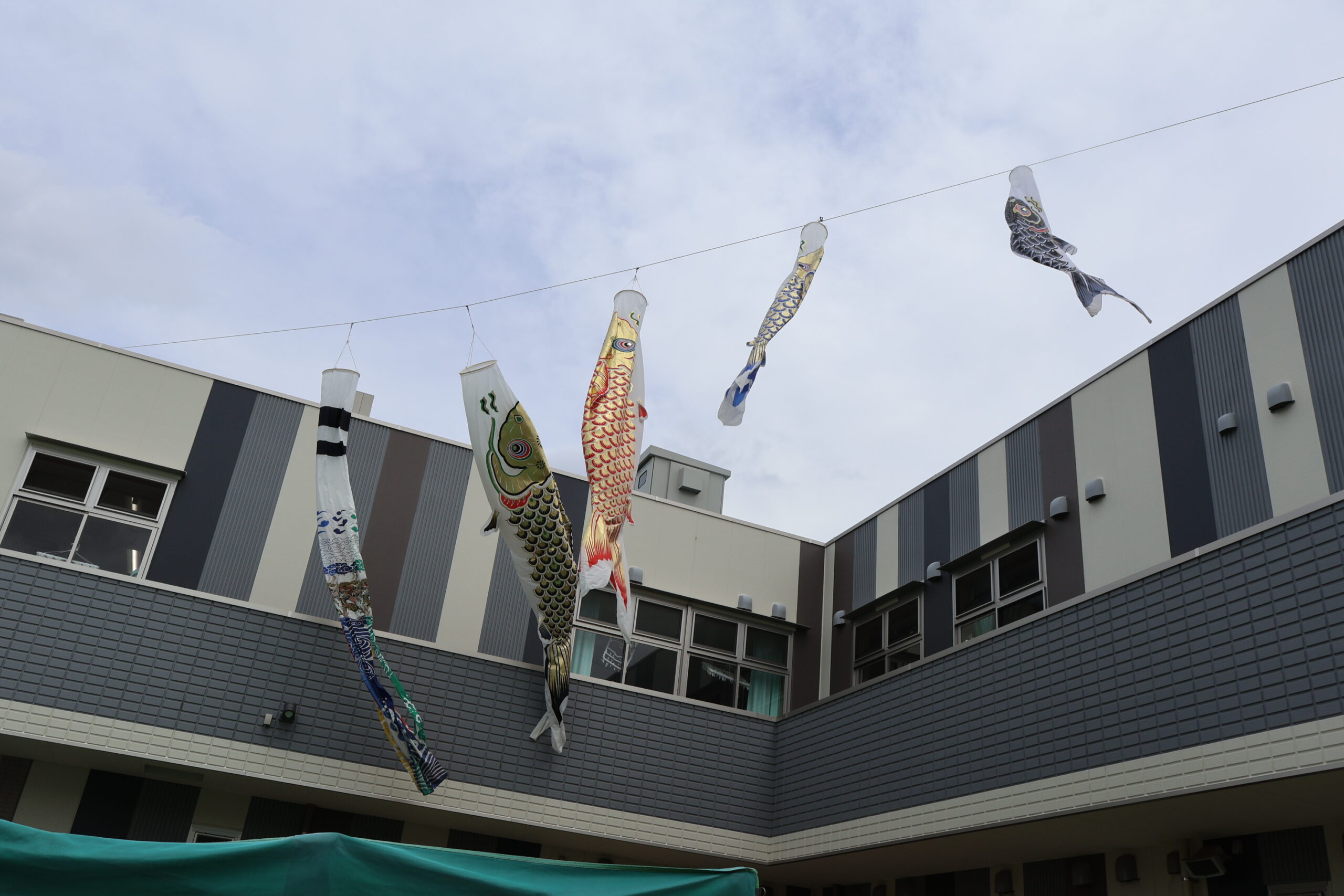 保護中: 西上尾しらぎく幼稚園の５月の様子