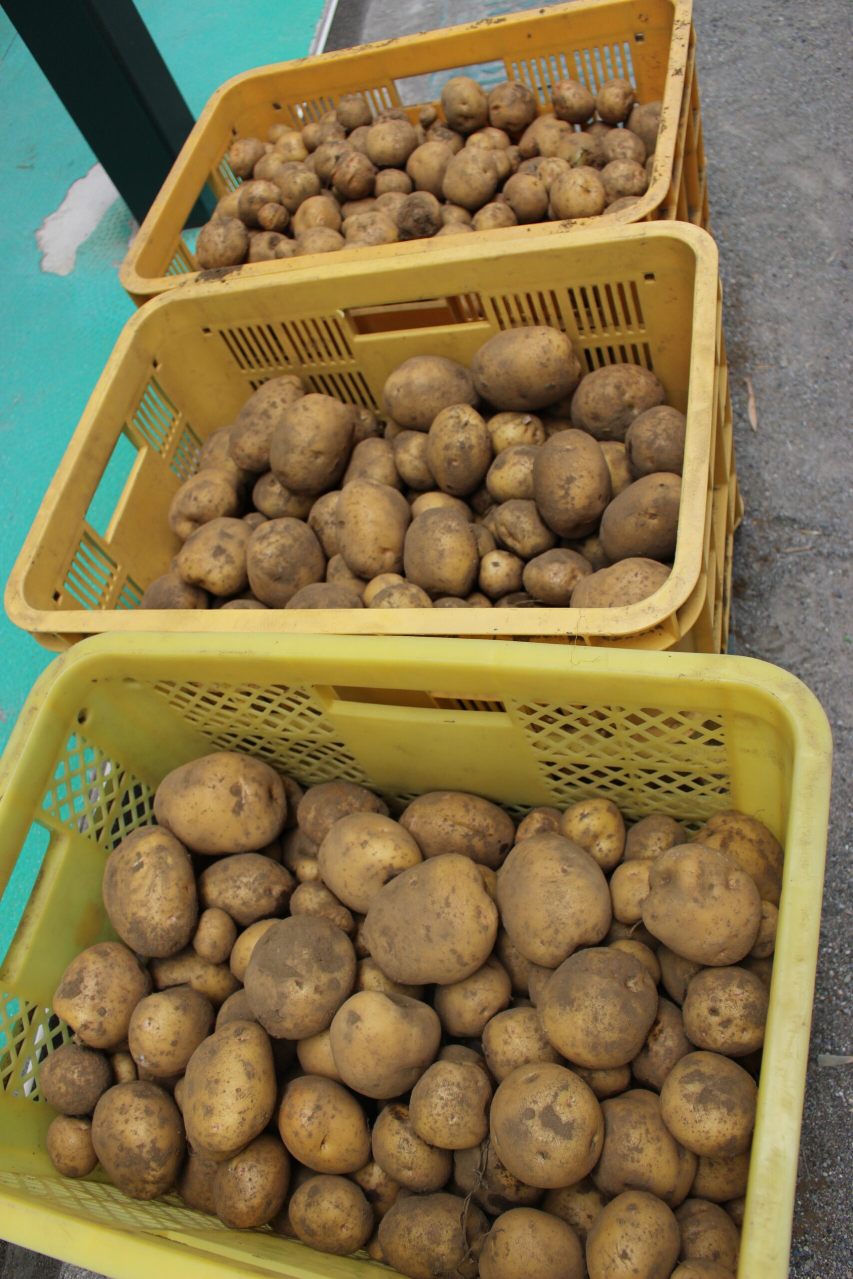 保護中: 戸塚しらぎく保育園６月の様子